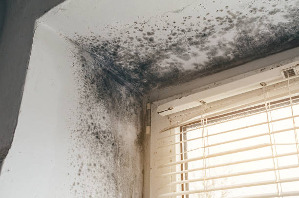 Affordable Mold Inspection And Testing solutions in Boston, VA